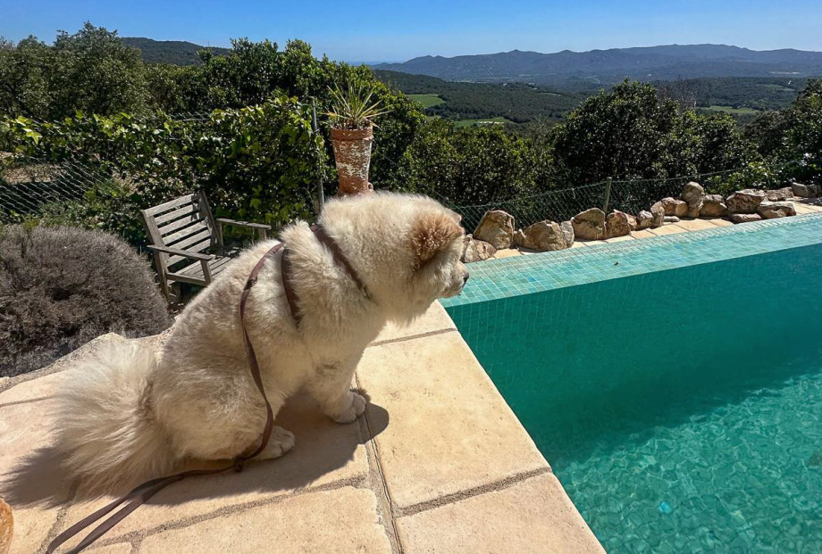 A dog at the edge of a swimming pool looking at the water. In background mountains of Costa Brava coast.