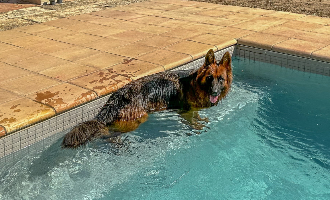 German Shepherd in the pool on a beautiful day on the Costa Brava.